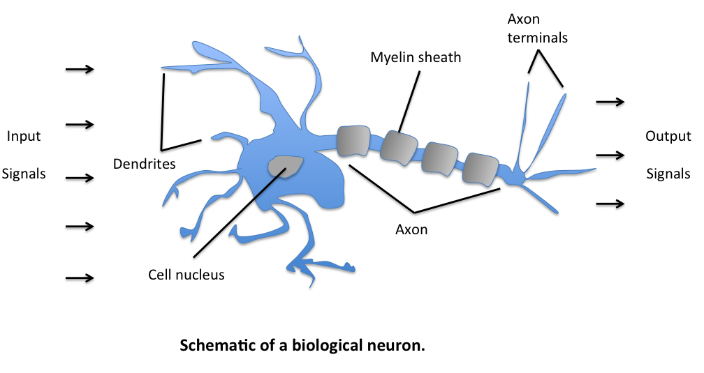 Schematic illustration of a biological neuron. Source: Sebastian Raschka.